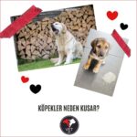 Köpekler Neden Kusar?