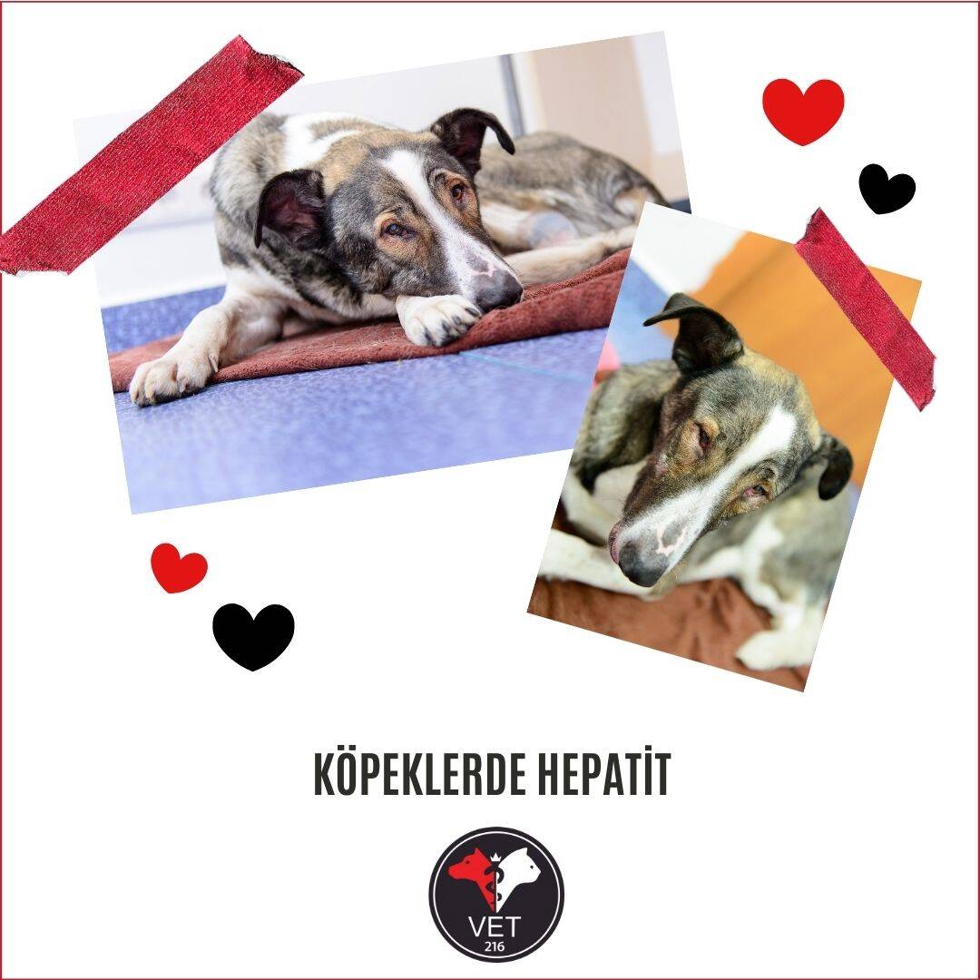 Köpeklerde Hepatit