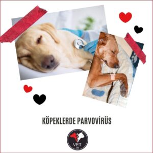 Köpeklerde Parvovirüs