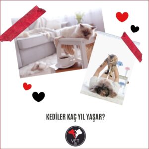 Kediler Kaç Yıl Yaşar?