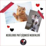 Kedilerde Pati Şişmesi Nedenleri