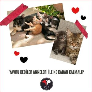 Yavru Kediler Anneleri ile Ne Kadar Kalmalı?