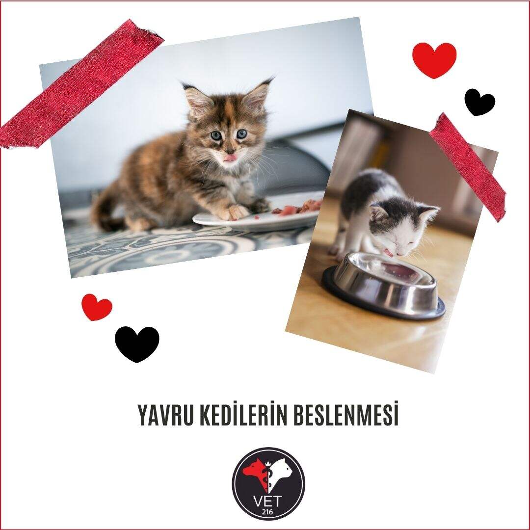 Yavru Kedilerin Beslenmesi