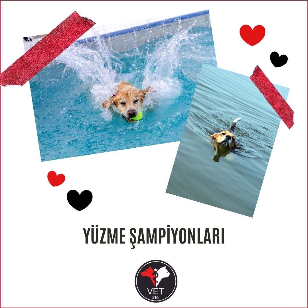 Yüzme Şampiyonları