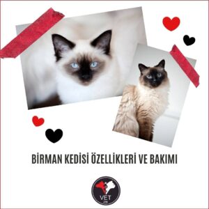 Birman Kedisi Özellikleri ve Bakımı