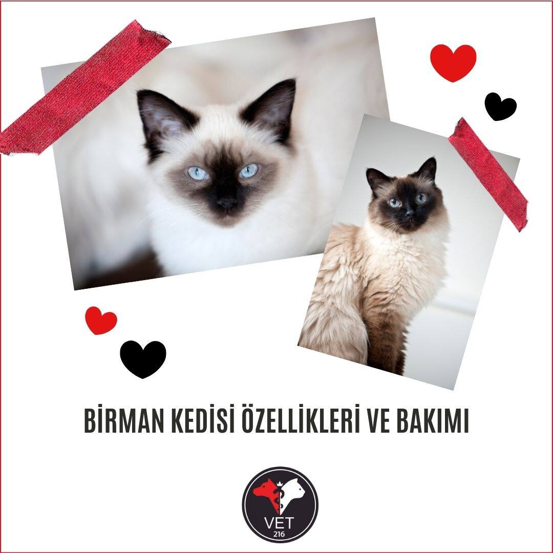 Birman Kedisi Özellikleri ve Bakımı