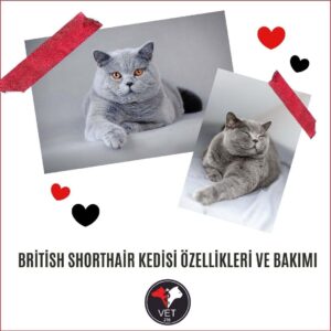 British Shorthair Kedisi Özellikleri ve Bakımı