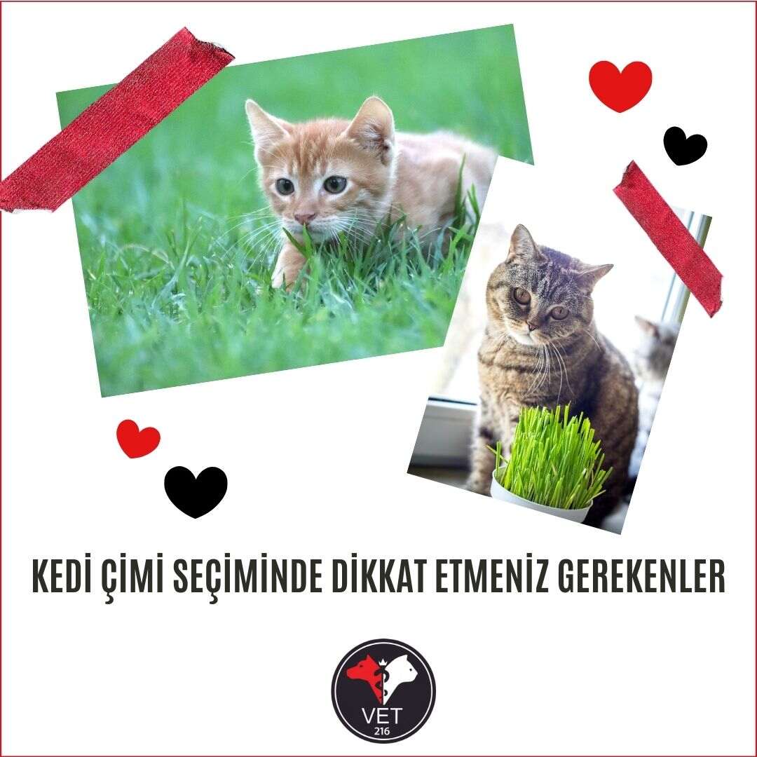 Kedi Çimi Seçiminde Dikkat Etmeniz Gerekenler