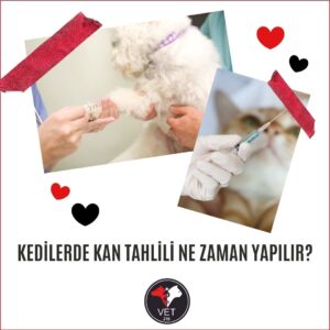 Kedilerde Kan Tahlili Ne Zaman Yapılır?