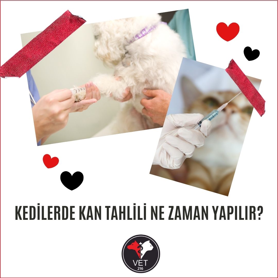 Kedilerde Kan Tahlili Ne Zaman Yapılır?