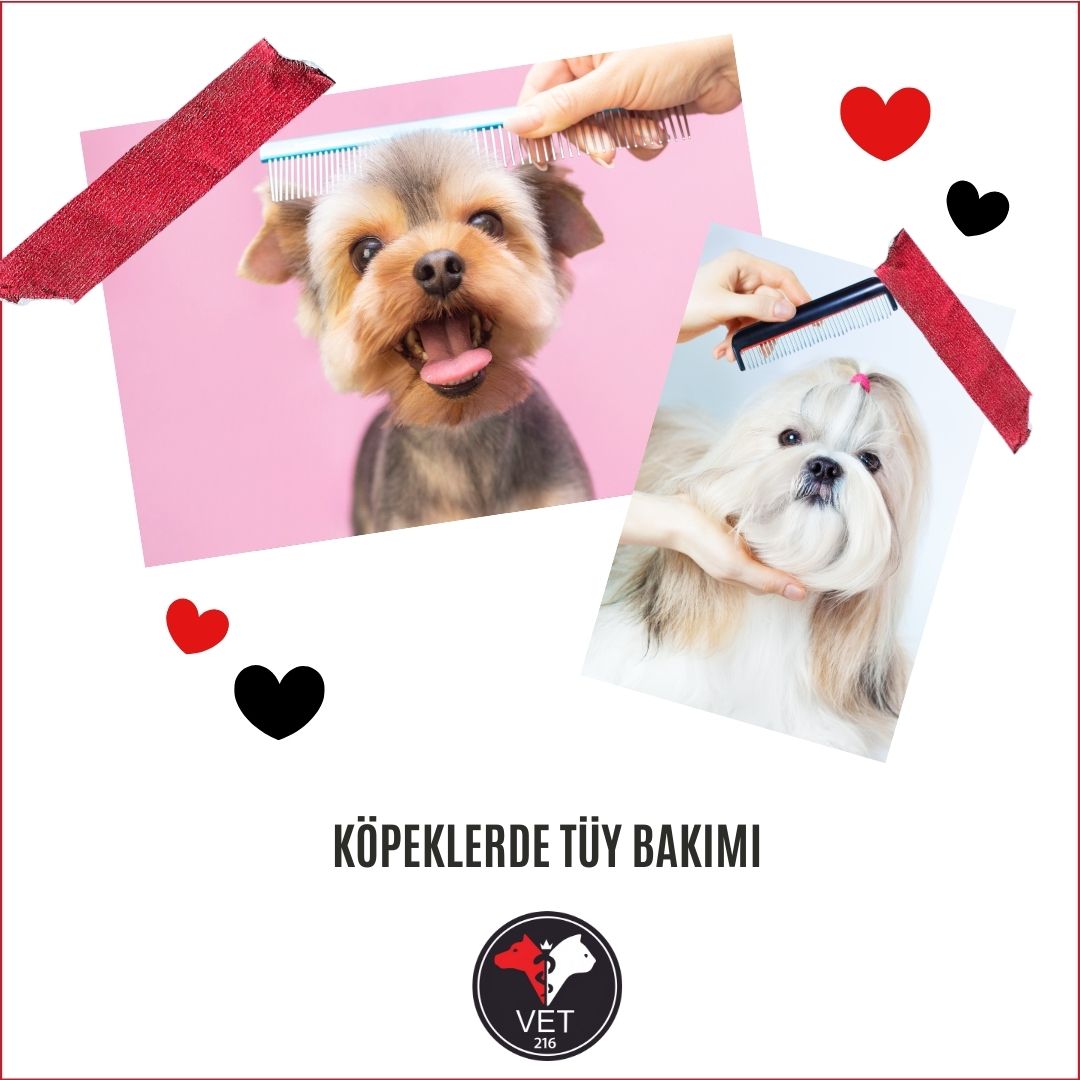 Köpeklerde Tüy Bakımı