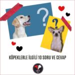Köpeklerle İlgili On Soru ve Cevap