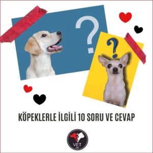 Köpeklerle İlgili On Soru ve Cevap