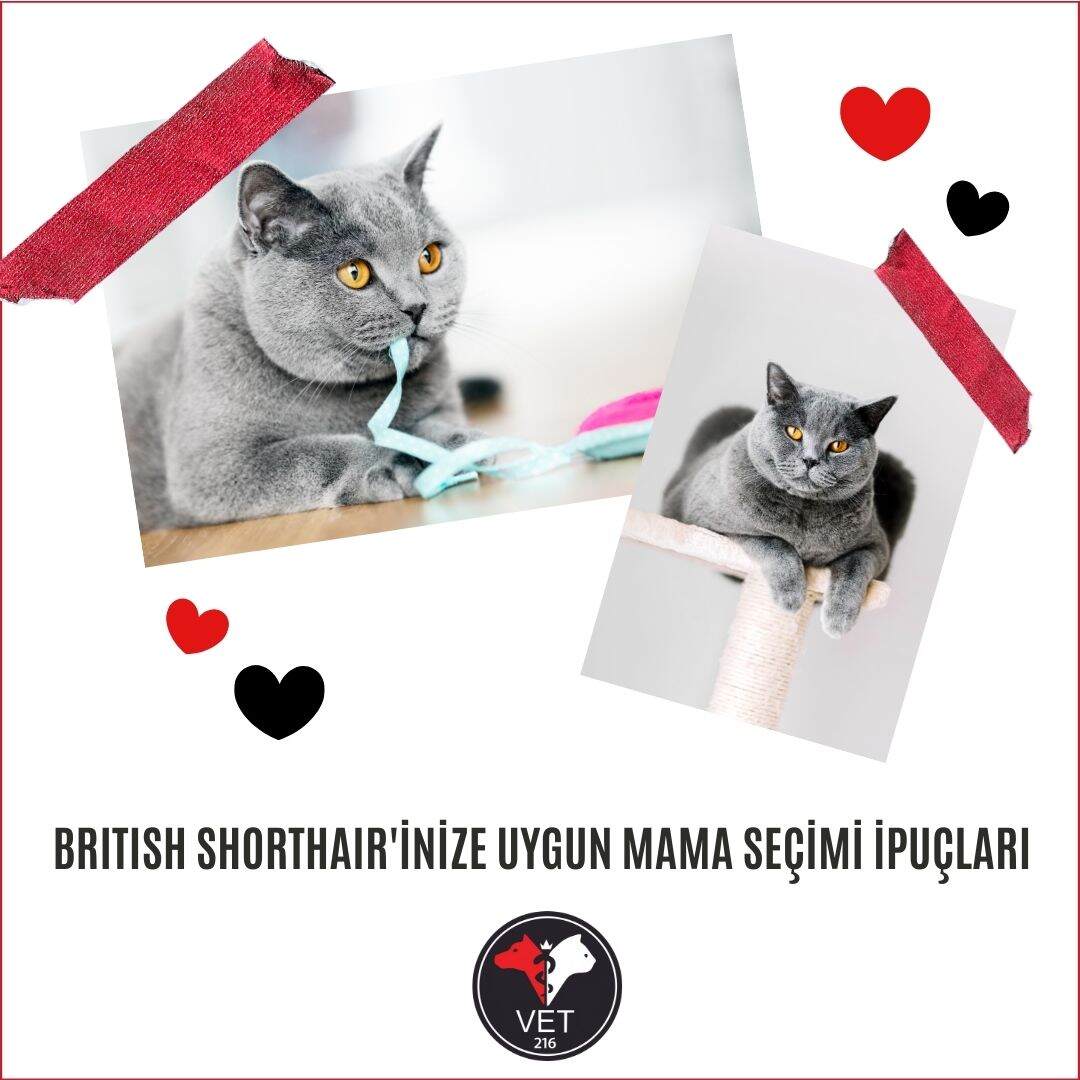 British Shorthair'inize Uygun Mama Seçimi İpuçları