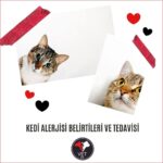 Kedi Alerjisi Belirtileri ve Tedavisi
