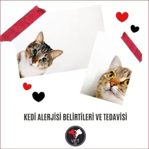 Kedi Alerjisi Belirtileri ve Tedavisi