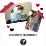 Kedili Bir Evde Balık Beslemek