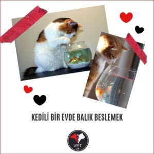 Kedili Bir Evde Balık Beslemek