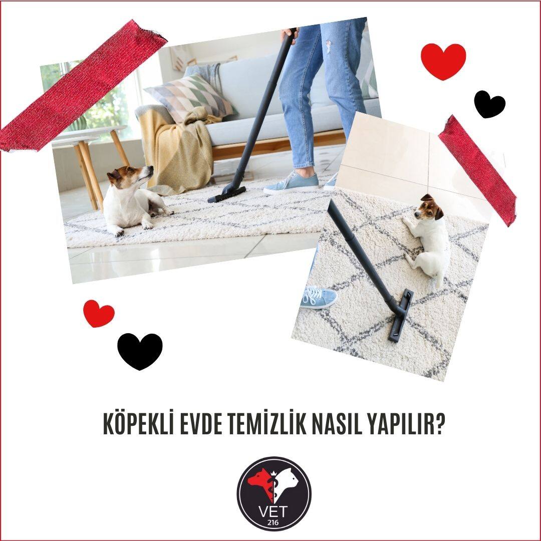 Köpekli Evde Temizlik Nasıl Yapılır?