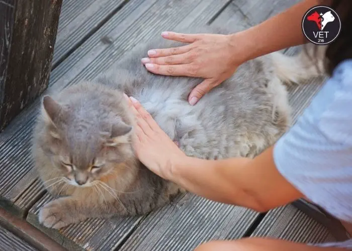Dış Parazit Damlası 2024 Fiyatı Nedir, Dış Parazit Damlası, kedi aşısı, iç dış parazit