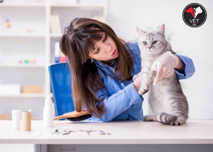 kedi iç dış parazit
