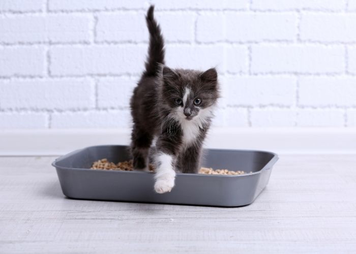 kedi kumu ve kedi tuvaleti