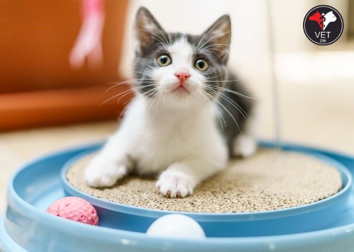 kedi oyuncak