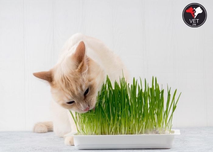 kedi sahiplenmek kedi çimi