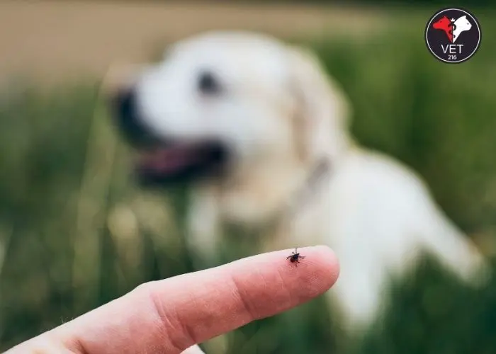 Dış Parazit Damlası 2024 Fiyatı Nedir, Dış Parazit Damlası, kedi aşısı, iç dış parazit