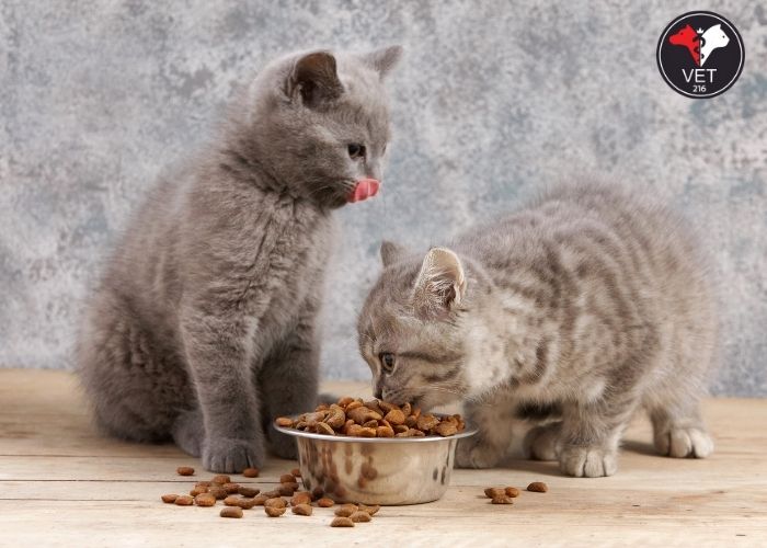 yavru kedi maması