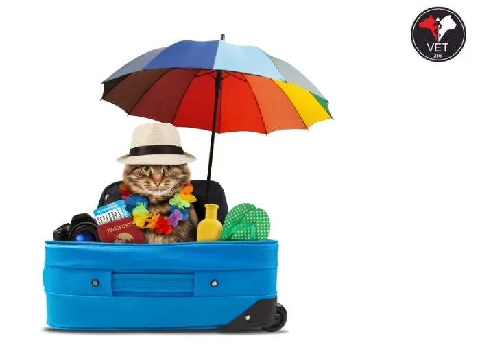 Kediler-Yolculukta-Strese-Girer-mi Kediler ve Yolculuk