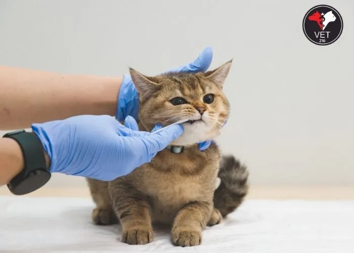 Kedilerde-Ağız-Yarası-Nedenleri Kedimin Ağzı Yara, Kedilerde Ağız Yarası ve Tedavisi, Kedilerde Ağız Yarası Nedenleri, Kedi calisivirüsü (FCV), Feline herpes virüsü (FHV-1), Feline panleukopenia virüsü (FPV), Kedilerde Görülen Ağız Hastalıkları, Kedilerde Ağız Ülseri, Kedilerde Stomatit, Kedilerde Gingivit, Kedilerde Diş Eti Hastalığı, Kedilerde Diş Çekimi Sonrası Yaralar, Kedilerde Travmatik Ağız Yaraları, Kedilerde Kanserli Ağız Yaraları, Kedilerde Ağız Yarası Belirtileri, Kedilerde Ağız Yarası Tedavisi, Kedilerde Ağız Yarası Önleme, Ağızdaki Yaralara Ne İyi Gelir?, Ağız Kokusu Nasıl Giderilir?, Ağızda Yara Neden Olur?, Ağız Siğilleri Bulaşıcı mıdır?