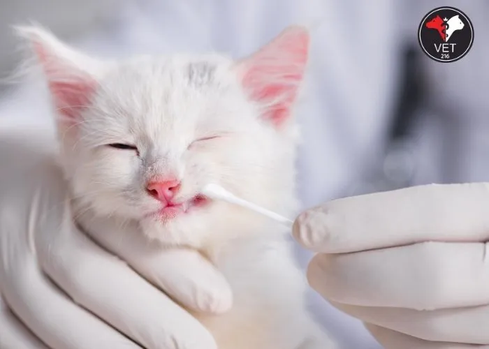 Kedilerde-Ağız-Yarası-Tedavisi Kedimin Ağzı Yara, Kedilerde Ağız Yarası ve Tedavisi, Kedilerde Ağız Yarası Nedenleri, Kedi calisivirüsü (FCV), Feline herpes virüsü (FHV-1), Feline panleukopenia virüsü (FPV), Kedilerde Görülen Ağız Hastalıkları, Kedilerde Ağız Ülseri, Kedilerde Stomatit, Kedilerde Gingivit, Kedilerde Diş Eti Hastalığı, Kedilerde Diş Çekimi Sonrası Yaralar, Kedilerde Travmatik Ağız Yaraları, Kedilerde Kanserli Ağız Yaraları, Kedilerde Ağız Yarası Belirtileri, Kedilerde Ağız Yarası Tedavisi, Kedilerde Ağız Yarası Önleme, Ağızdaki Yaralara Ne İyi Gelir?, Ağız Kokusu Nasıl Giderilir?, Ağızda Yara Neden Olur?, Ağız Siğilleri Bulaşıcı mıdır?