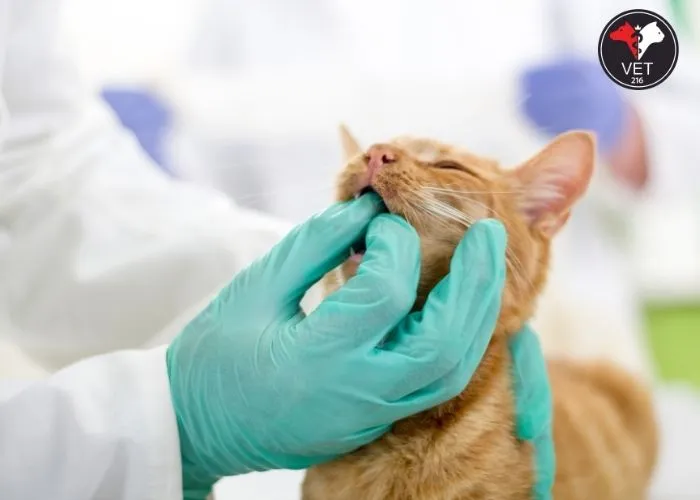 Kedilerde-Görülen-Ağız-Hastalıkları Kedimin Ağzı Yara, Kedilerde Ağız Yarası ve Tedavisi, Kedilerde Ağız Yarası Nedenleri, Kedi calisivirüsü (FCV), Feline herpes virüsü (FHV-1), Feline panleukopenia virüsü (FPV), Kedilerde Görülen Ağız Hastalıkları, Kedilerde Ağız Ülseri, Kedilerde Stomatit, Kedilerde Gingivit, Kedilerde Diş Eti Hastalığı, Kedilerde Diş Çekimi Sonrası Yaralar, Kedilerde Travmatik Ağız Yaraları, Kedilerde Kanserli Ağız Yaraları, Kedilerde Ağız Yarası Belirtileri, Kedilerde Ağız Yarası Tedavisi, Kedilerde Ağız Yarası Önleme, Ağızdaki Yaralara Ne İyi Gelir?, Ağız Kokusu Nasıl Giderilir?, Ağızda Yara Neden Olur?, Ağız Siğilleri Bulaşıcı mıdır?