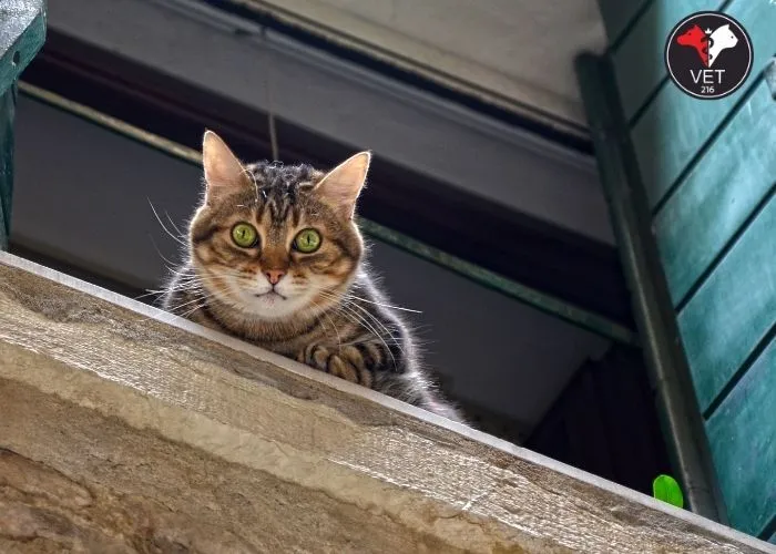 Kedilerde-Yüksekten-Düşme-Nedenleri Kedim yüksekten düştü, kedim camdan düştü