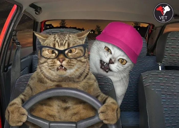 Kedilerle-Araba-Yolculuğu Arabayla Seyahat Ediyorsak Mola Verme Sıklığımız Ne Kadar Olmalı?