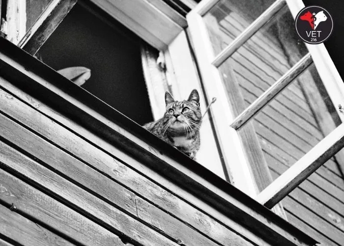 Kedim-Yüksekten-Düştü-Ne-Yapmalıyım yüksekten düşen kedi