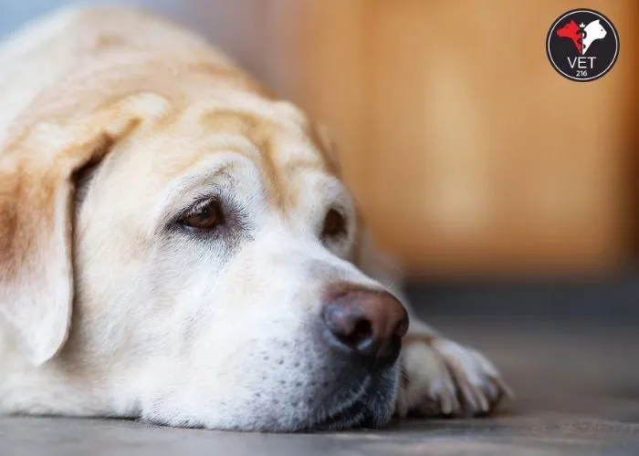 Köpeklerde Stresin Nedenleri, Belirtileri, Çözüm Yolları, Stresin Köpekler Üzerindeki Etkileri, Köpeklerde Stres Nedenleri, Köpeklerde Stres Tetikleyiciler, Köpeklerde Stres Belirtileri, Köpeklerde Stresle Başa Çıkma Yöntemleri