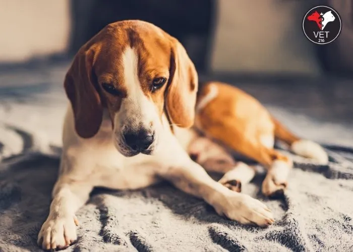 Köpeklerde Stresin Nedenleri, Belirtileri, Çözüm Yolları, Stresin Köpekler Üzerindeki Etkileri, Köpeklerde Stres Nedenleri, Köpeklerde Stres Tetikleyiciler, Köpeklerde Stres Belirtileri, Köpeklerde Stresle Başa Çıkma Yöntemleri