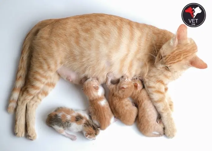 Kedim hamile, Kedilerde Doğum Sonrası stres, yavru kedi, yavru kediye süt
