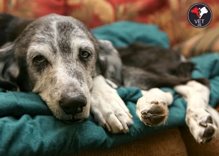 Köpeklerde Kanser Belirtileri Nelerdir? Köpeğimin Kanser Olduğunu Nasıl Anlarım? Köpeklerde Kanser Ne Kadar Yaygındır? Köpeklerde Kanser Tedavisi Nedir? Köpeklerde Kanser Ne Kadar Yaşar? Köpeğimin Kanseri İçin Evde Yapabileceğim Bir Şey Var Mı? Köpeklerde Kanserin En Yaygın Türleri Nelerdir? Köpeğimin Kanser Olduğunu Nasıl Önleyebilirim? Köpeklerde Kanser Belirtileri Nelerdir? Köpeklerde Kanser Tedavisinin Yan Etkileri Nelerdir? En Yaygın Köpek Kanseri Türleri