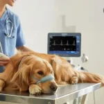 Köpeklerde Kalp Hastalıkları ve Belirtileri, Köpeklerde kalp yetmezliği nasıl anlaşılır? Köpeklerde kalp ritim bozukluğu nasıl teşhis edilir?