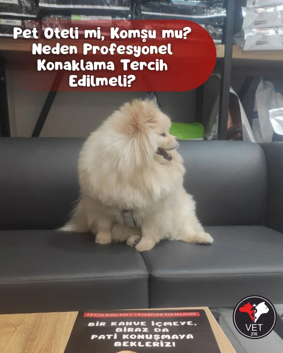 Pet Oteli mi, Komşu mu? Neden Profesyonel Konaklama Tercih Edilmeli?