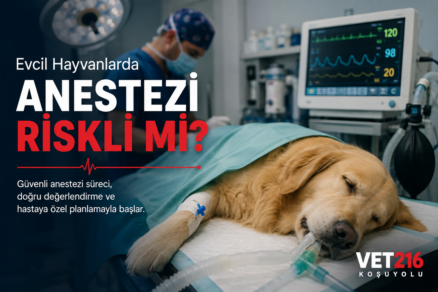 Evcil Hayvanlarda Güvenli Anestezi Süreci Kedi ve köpeklerde anestezi öncesi kan tahlili ve güvenli anestezi planlaması