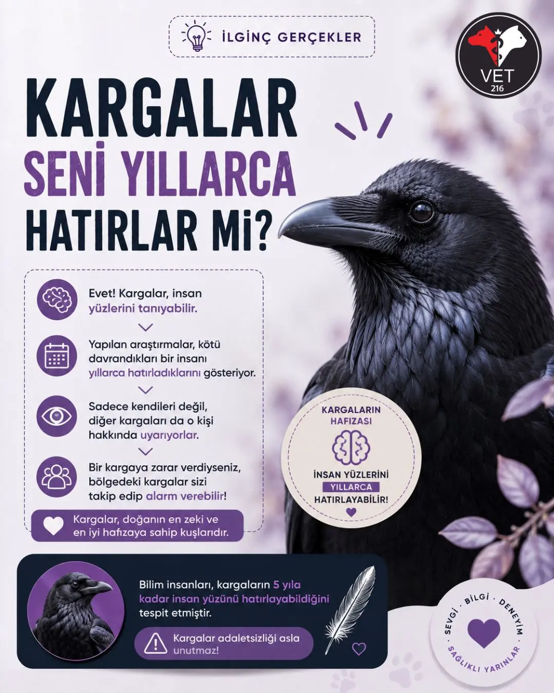 Kargalar insan yüzlerini yıllarca hatırlar mı? Vet216 ilginç bilgiler görseli