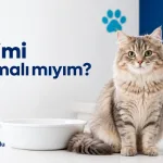 Kedimi yıkamalı mıyım konulu Vet216 Koşuyolu Veteriner Kliniği blog kapağı