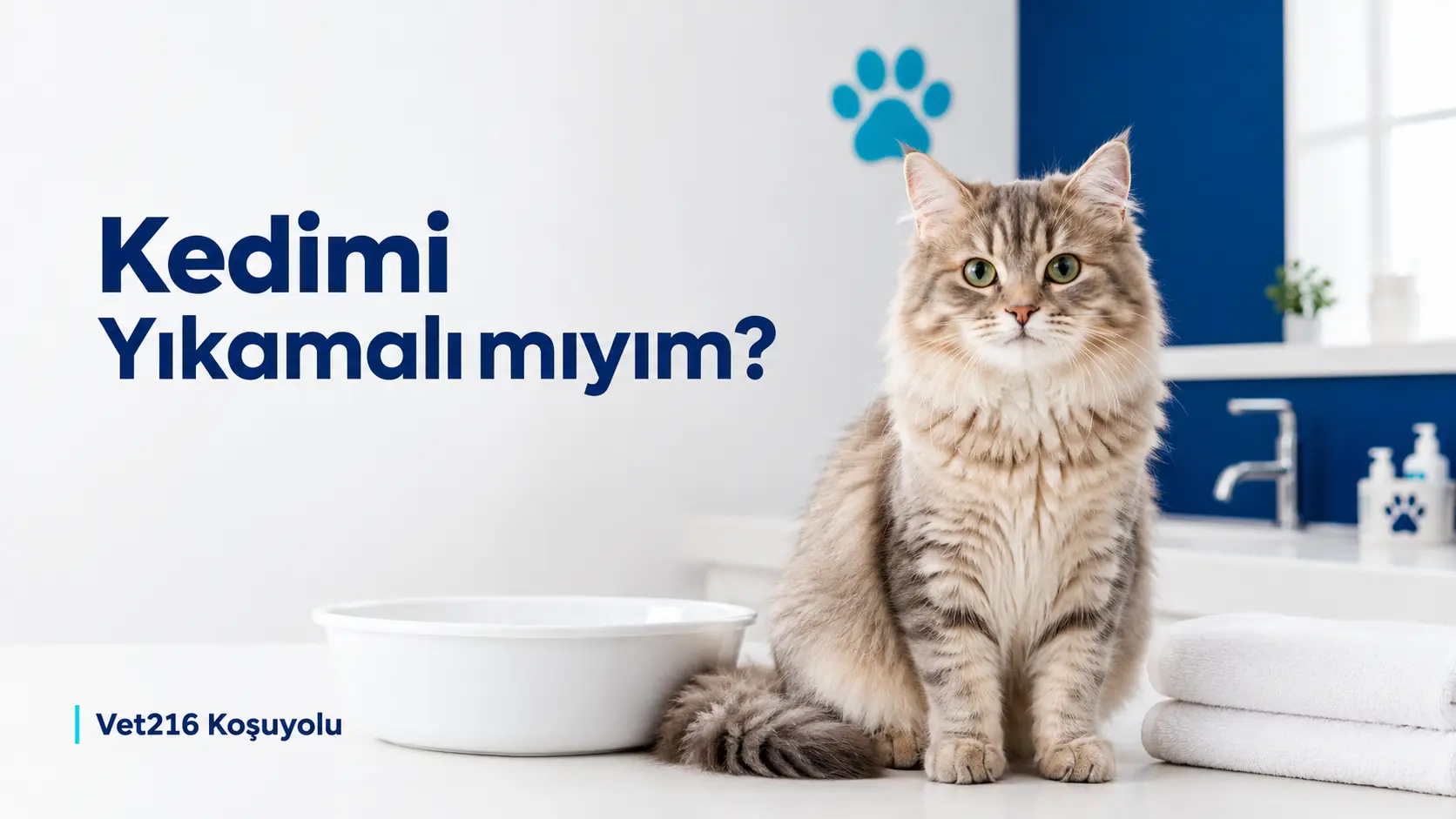 Kedimi yıkamalı mıyım konulu Vet216 Koşuyolu Veteriner Kliniği blog kapağı