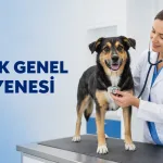 Vet216 Koşuyolu Veteriner Kliniğinde köpek genel muayenesi