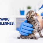 Öksüz yavru kedinin veteriner hekim tarafından biberonla beslenmesi