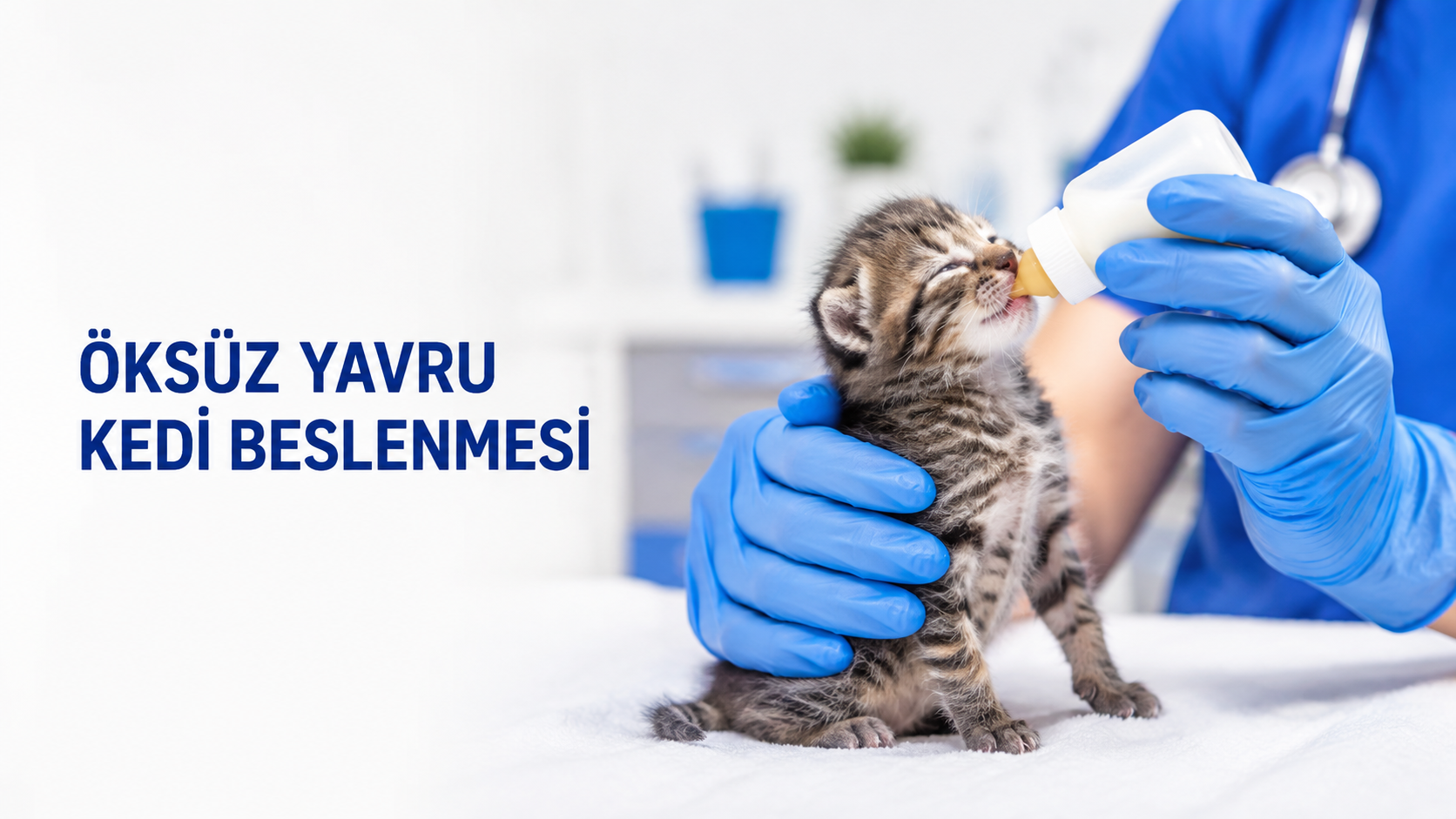 Öksüz yavru kedinin veteriner hekim tarafından biberonla beslenmesi
